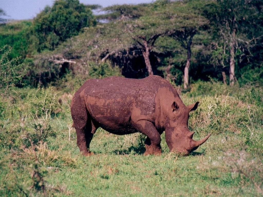 Fond d'écran gratuit de Rhinoceros numéro 5392