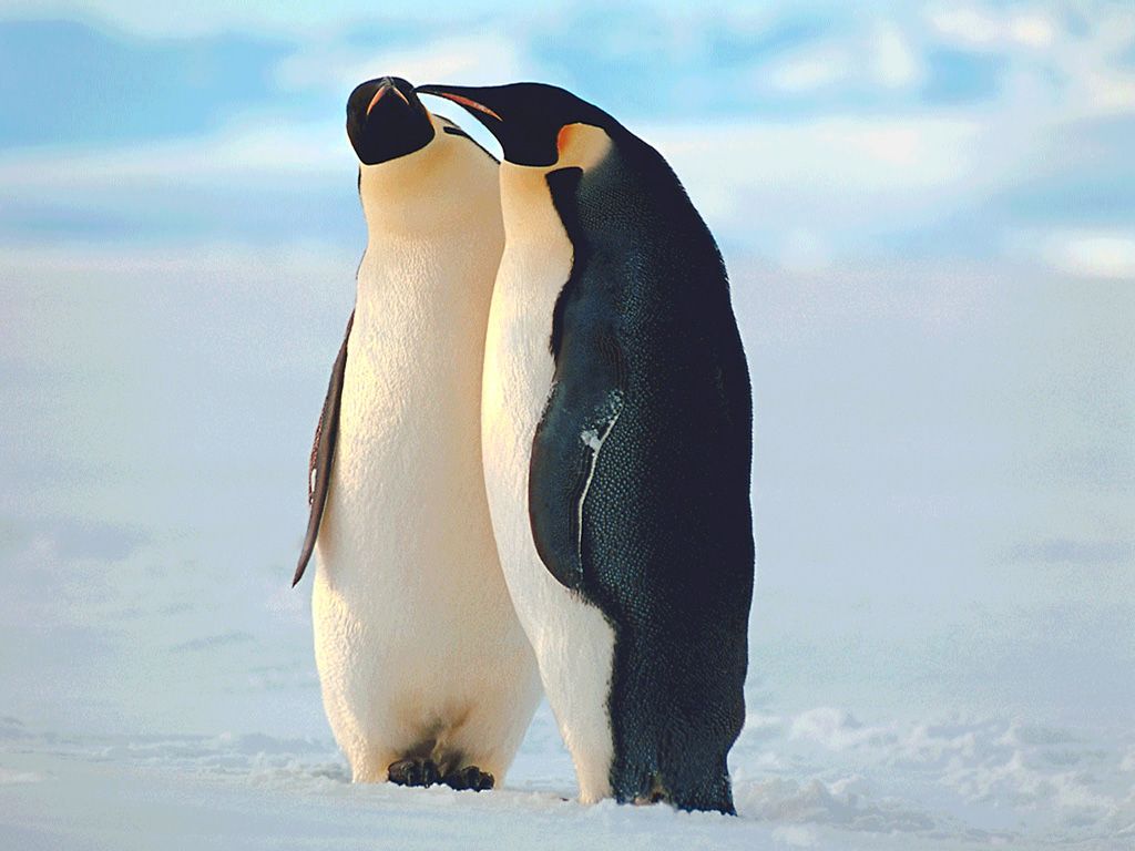 Fond d'écran gratuit de Pingouins numéro 46328