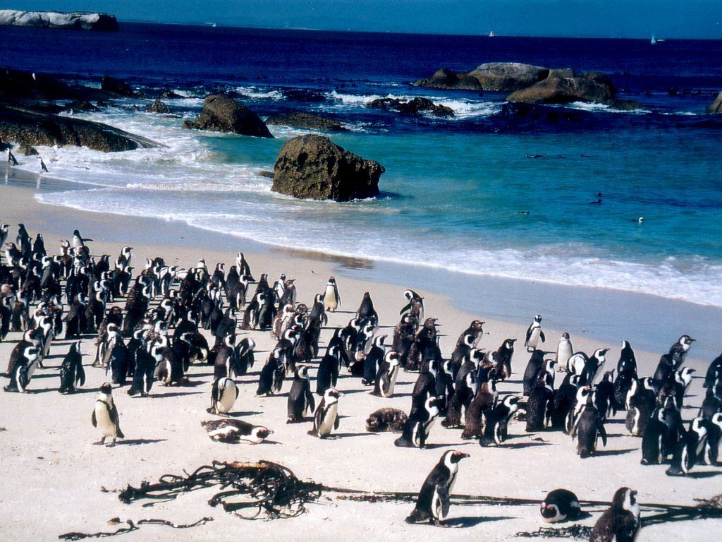 Fond d'écran gratuit de Pingouins numéro 50733