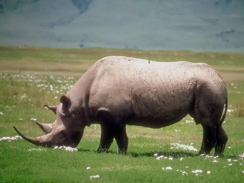 Fond d'écran gratuit de Rhinoceros numéro 41468