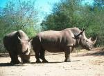 Fond d'écran gratuit de Rhinoceros numéro 5393