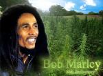 Fond d'cran gratuit de Bob Marley numro 4844