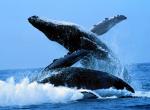 Fond d'écran gratuit de Baleines numéro 4873