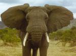 Fond d'écran gratuit de Elephant numéro 5065