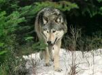 Loup