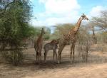 Fond d'cran gratuit de Girafe numro 5089