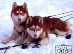 Fond d'écran gratuit de Snow Dogs numéro 6909