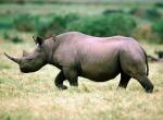 Fond d'écran gratuit de Rhinoceros numéro 5390