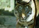 Fond d'cran gratuit de Tigres numro 5443