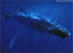 Fond d'écran gratuit de Baleines numéro 4867