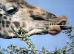 Fond d'cran gratuit de Girafe numro 5083