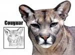 Cougar