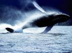 Fond d'écran gratuit de Baleines numéro 4870