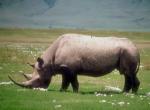 Fond d'cran gratuit de Rhinoceros numro 11156