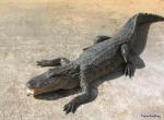 Fond d'cran gratuit de Crocodile numro 5018