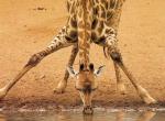 Fond d'cran gratuit de Girafe numro 5087