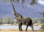 Fond d'cran gratuit de Elephant numro 5070