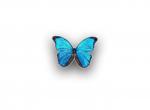 Fond d'cran gratuit de Papillon numro 5292