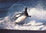 Fond d'cran gratuit de Baleines numro 4869