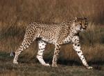Guepard