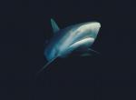Fond d'cran gratuit de Requin numro 5380