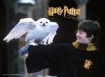 Fond d'écran gratuit de Harry Potter numéro 555