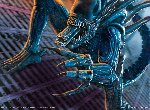 Fond d'écran gratuit de Alien Vs Predator 2 numéro 46445