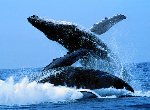 Fond d'écran gratuit de Baleines numéro 47830