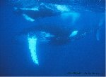 Fond d'écran gratuit de Baleines numéro 54453