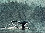 Fond d'écran gratuit de Baleines numéro 48248