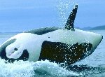 Fond d'cran gratuit de Baleines numro 37445