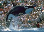 Fond d'écran gratuit de Baleines numéro 52540