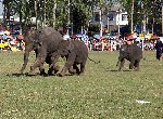 Fond d'écran gratuit de Elephants numéro 38372