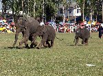 Elephants
