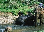 Fond d'cran gratuit de Elephants numro 56084