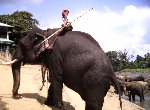 Fond d'écran gratuit de Elephants numéro 45906
