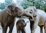 Fond d'écran gratuit de Elephants numéro 36825