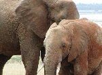 Fond d'écran gratuit de Elephants numéro 54759