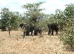 Fond d'cran gratuit de Elephants numro 39616