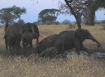 Fond d'écran gratuit de Elephants numéro 48424