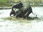 Fond d'écran gratuit de Elephants numéro 53008