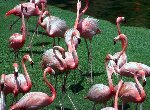 Flamants Roses
