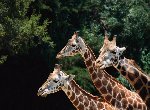 Fond d'écran gratuit de Girafes numéro 56576