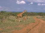 Fond d'cran gratuit de Girafes numro 44330
