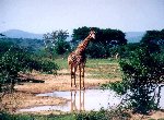Fond d'écran gratuit de Girafes numéro 54525