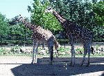 Fond d'écran gratuit de Girafes numéro 51467