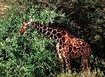 Fond d'écran gratuit de Girafes numéro 57352
