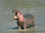 Fond d'écran gratuit de Hippopotames numéro 52032