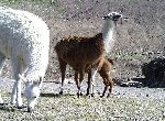 Lamas