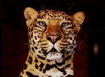 Fond d'écran gratuit de Leopards numéro 37976